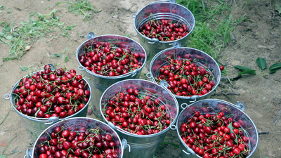 Kiraz ihracatında rekor gelebilir