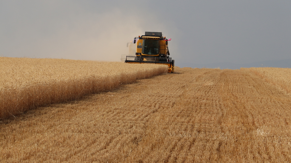 Buğdayda beklenti 1 buçuk milyon ton