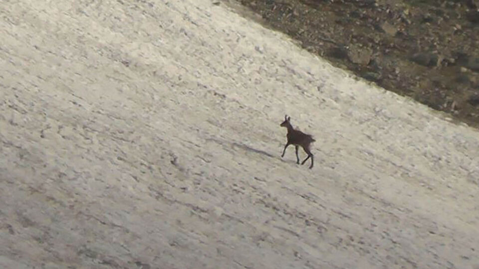 Tunceli'de 'şamua' şaşkınlığı