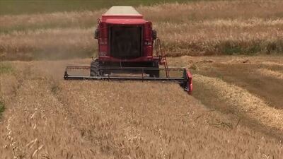Buğday hasadında verimli yıl