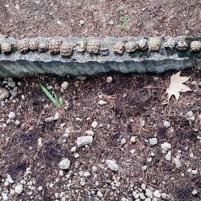 Korkunç! 23 kaplumbağa ölüsü bulundu