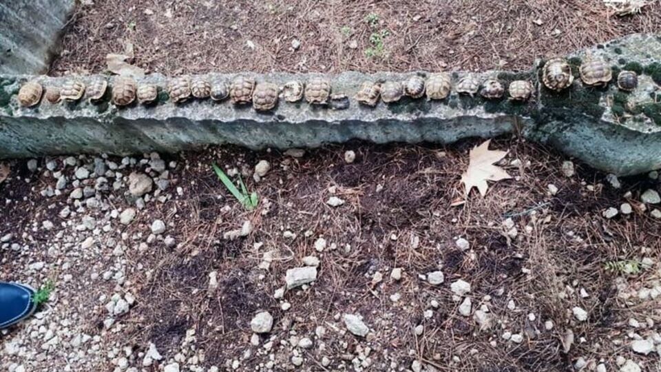 Korkunç! 23 kaplumbağa ölüsü bulundu