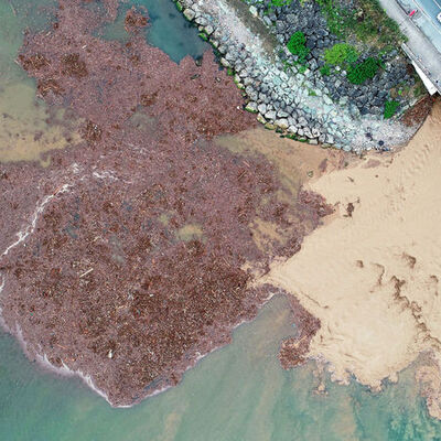 Karadeniz bu hale geldi! Diğer yanda odun sevinci...