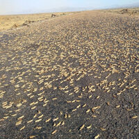 İki mahalleyi istila ettiler!