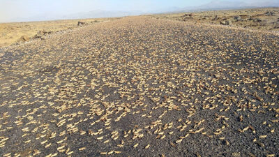 İki mahalleyi istila ettiler!