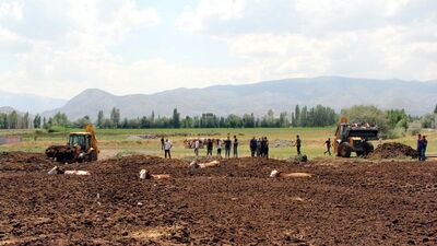 İneklerini bu halde buldu!