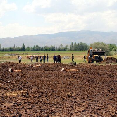 İneklerini bu halde buldu!