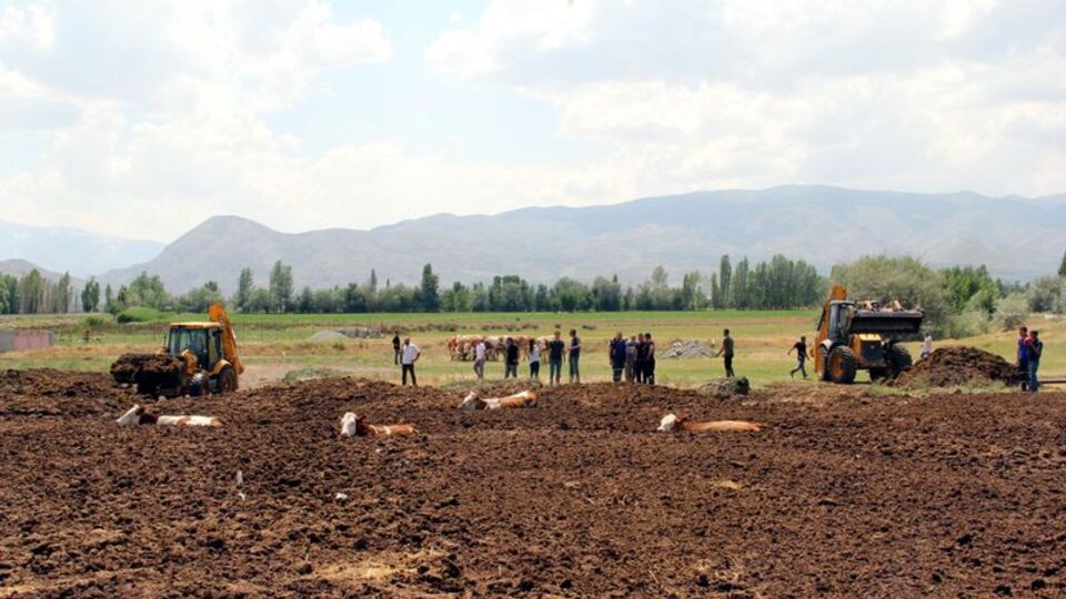 İneklerini bu halde buldu!