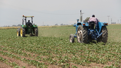 Sular çekildi ova pamukla buluştu