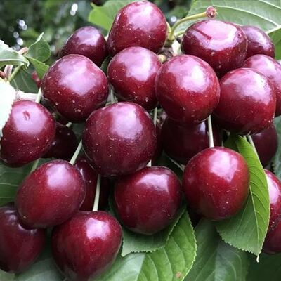 Çin'e kiraz ihracatının en büyük engeli kaldırıldı