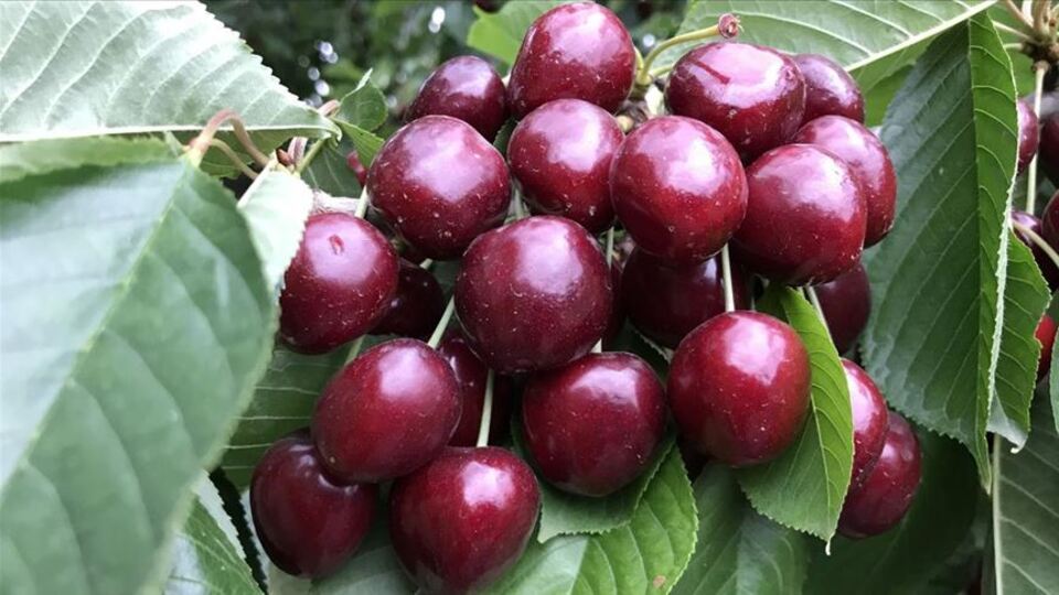 Çin'e kiraz ihracatının en büyük engeli kaldırıldı