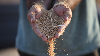 Yurt dışından büyük ilgi! 50 bin ton...