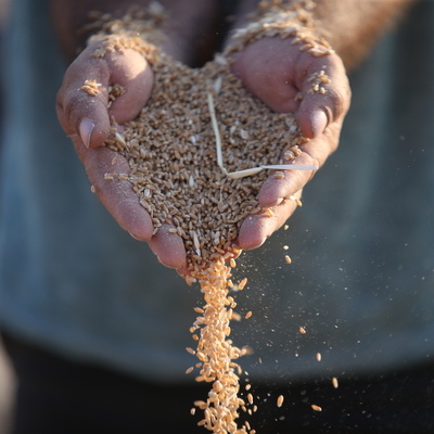 Yurt dışından büyük ilgi! 50 bin ton...