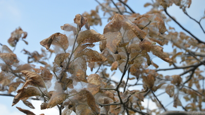 Yeniden ortaya çıktı!