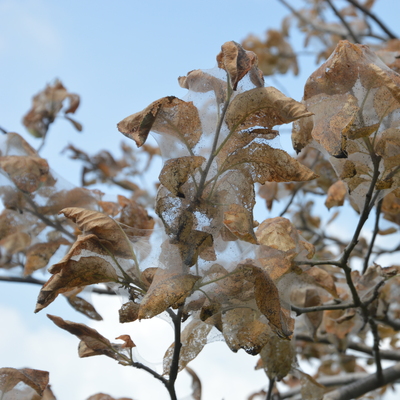 Yeniden ortaya çıktı!