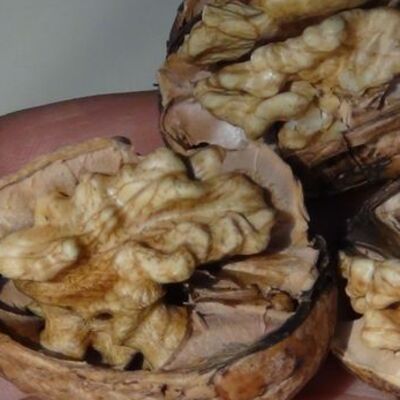 5 tane ceviz yiyin! 4 saat bekleyin!