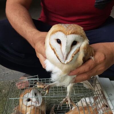 Mahalleyi uyutmayan sesin sırrı çözüldü