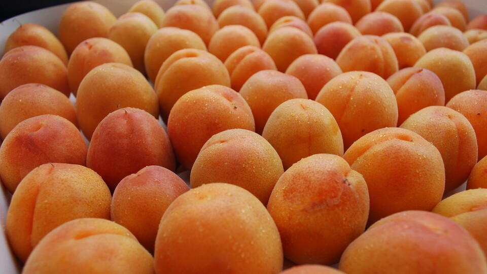 "Malatya kayısısı" için 81 ile yazı