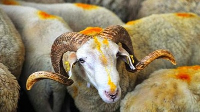 Kurban Bayramı ne zaman, kaç gün tatil?