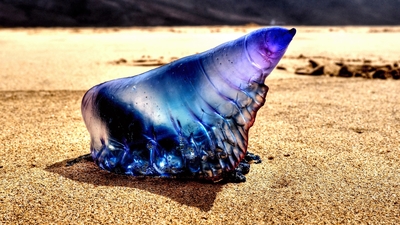 Denizde yüzerken karşılaştı hayatı karardı!