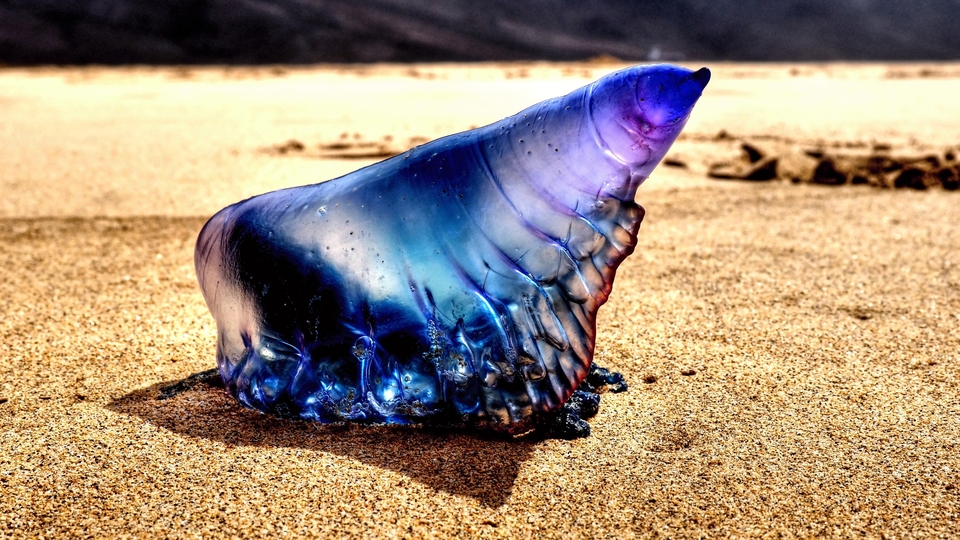 Denizde yüzerken karşılaştı hayatı karardı!