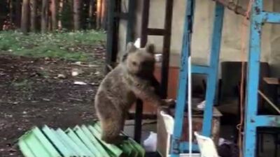 Bekçinin ayı ile ilginç diyaloğu