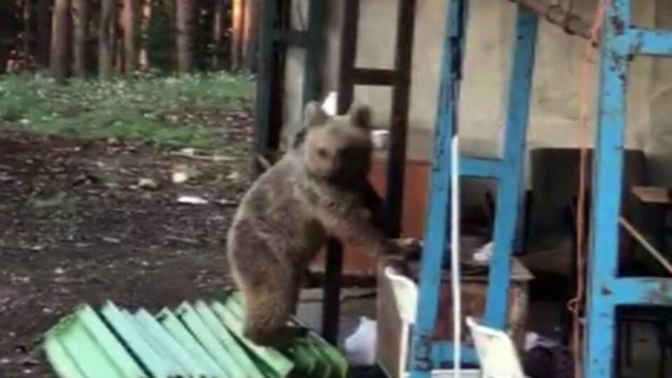 Bekçinin ayı ile ilginç diyaloğu