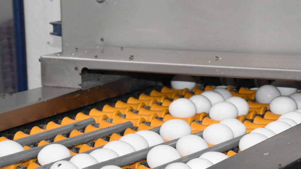 Yumurta üreticilerine bakanlıktan destek