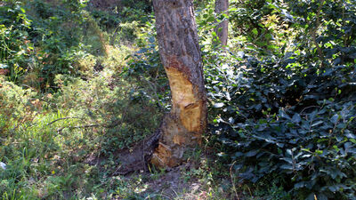 Yaylada isyan ettiren görüntü!