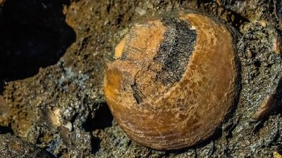 Şu an gezegende böyle bir tür yaşamıyor!