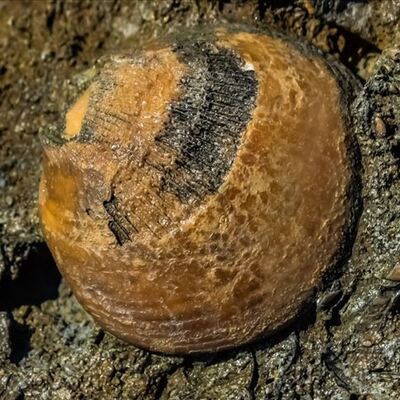 Şu an gezegende böyle bir tür yaşamıyor!