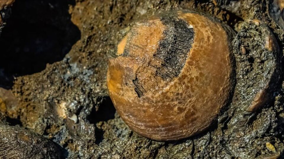 Şu an gezegende böyle bir tür yaşamıyor!