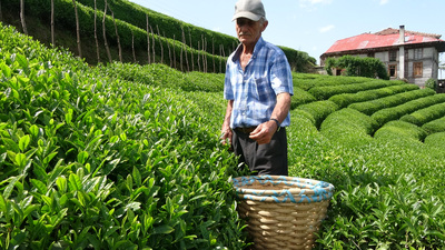 ÇAYKUR'da yaş çay bedeli ödemelerine başlandı