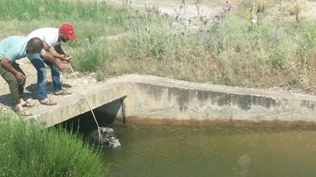 Su kanalına düşen domuzu vatandaşlar kurtardı