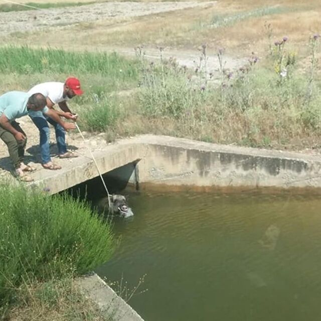 Su kanalına düşen domuzu vatandaşlar kurtardı