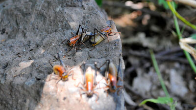 Üç ilde çekirge istilası!
