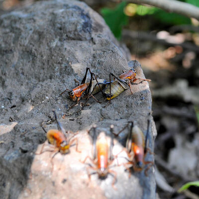 Üç ilde çekirge istilası!