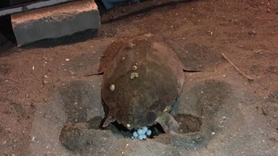 Üç yıl sonra tekrar göründüler