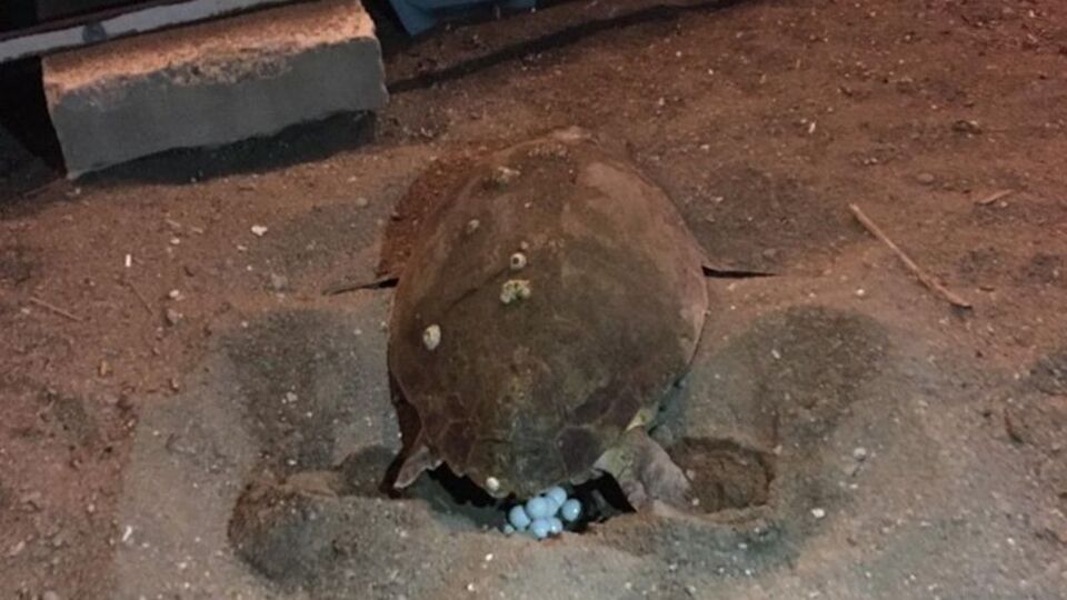 Üç yıl sonra tekrar göründüler