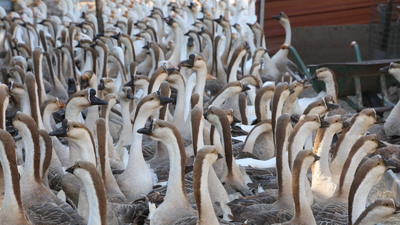 Akkuş'ta "kaz çiftliği" kurdu siparişlere yetişemiyor