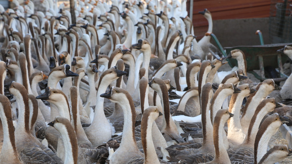 Akkuş'ta "kaz çiftliği" kurdu siparişlere yetişemiyor
