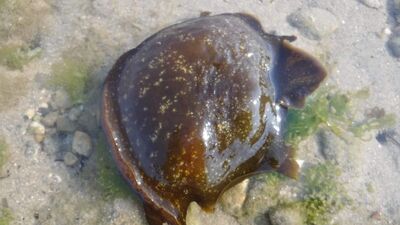 Çanakkale Boğazı'nda görüntülendi!