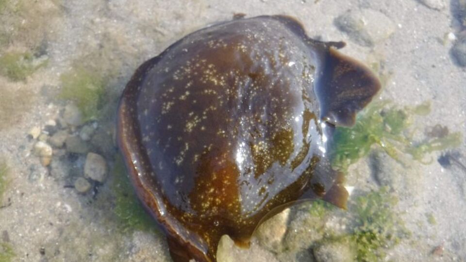 Çanakkale Boğazı'nda görüntülendi!