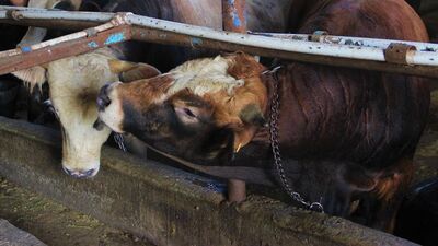 Kurban vekaleti ücreti açıklandı