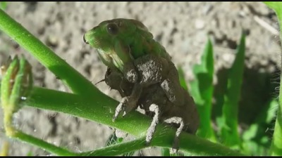 Kabuk değiştirme anı görüntülendi