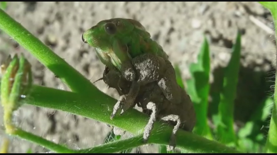 Kabuk değiştirme anı görüntülendi