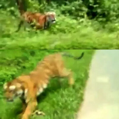 Kaplan kovaladı, o çekime devam etti!