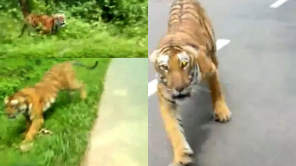 Kaplan kovaladı, o çekime devam etti!