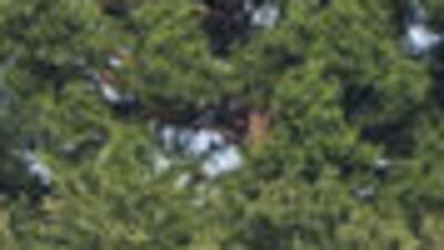 Teksas'ta uçak kazası: 10 ölü