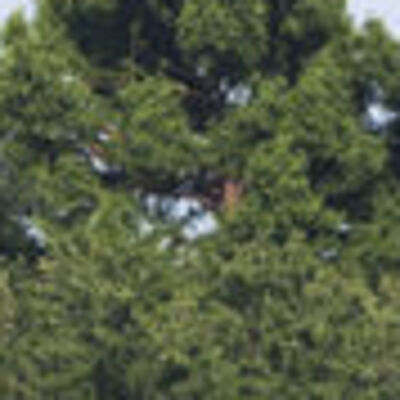 Teksas'ta uçak kazası: 10 ölü